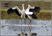 コウノトリの郷公園